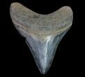 Serrated, Fossil Megalodon Tooth #64558-1